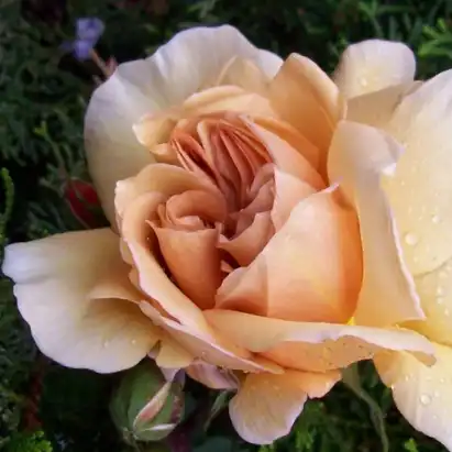 Trandafiri Floribunda - Trandafiri - Café® - 